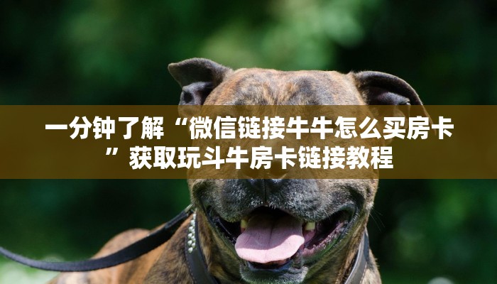 玩家必看“微信金花辅助透视”获取玩金花房卡链接教程