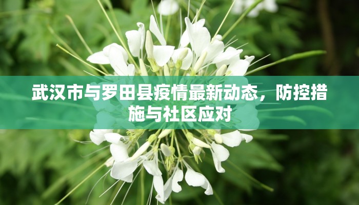 武汉市与罗田县疫情最新动态，防控措施与社区应对