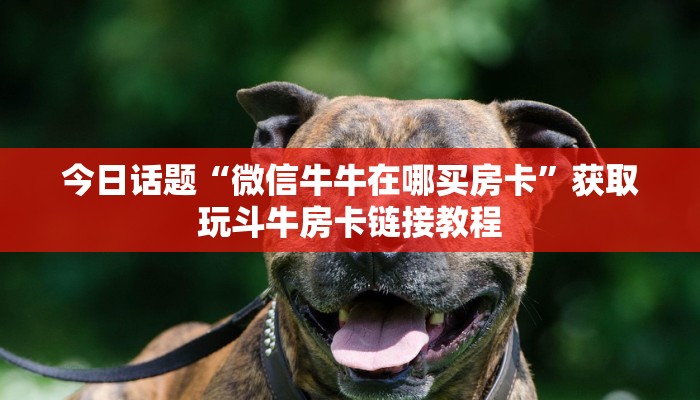 今日话题“微信牛牛在哪买房卡”获取玩斗牛房卡链接教程