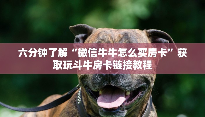 六分钟了解“微信牛牛怎么买房卡”获取玩斗牛房卡链接教程