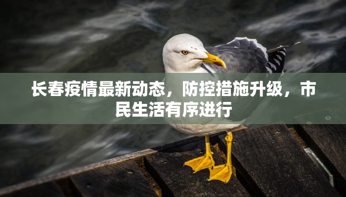 长春疫情最新动态，防控措施升级，市民生活有序进行