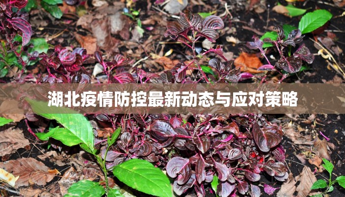 湖北疫情防控最新动态与应对策略