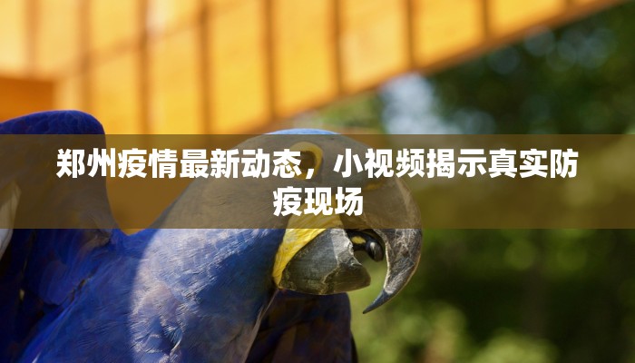 郑州疫情最新动态，小视频揭示真实防疫现场