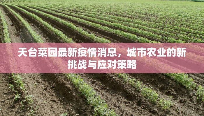 天台菜园最新疫情消息，城市农业的新挑战与应对策略